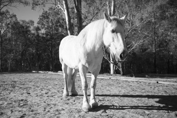 Horse in the paddock — Stock Photo, Image