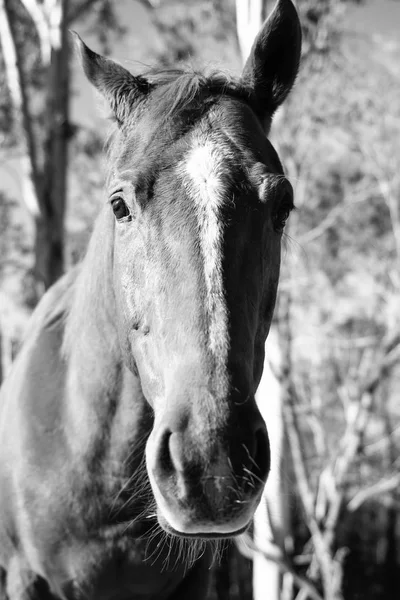 Häst i hästhagen — Stockfoto