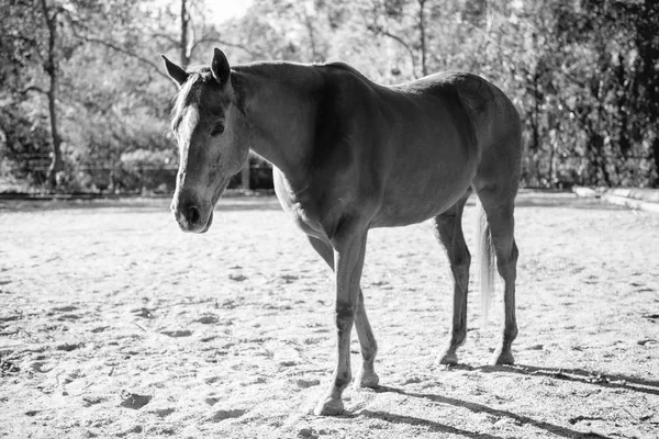 Paard in de paddock — Stockfoto