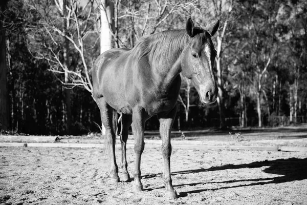 Paard in de paddock — Stockfoto