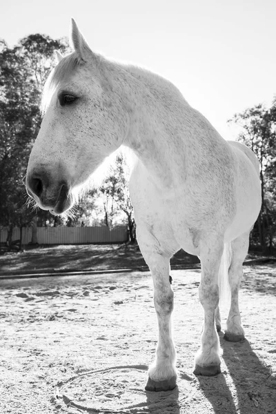 Cavalo no paddock — Fotografia de Stock