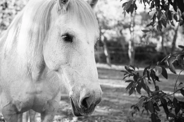 Cavalo no paddock — Fotografia de Stock