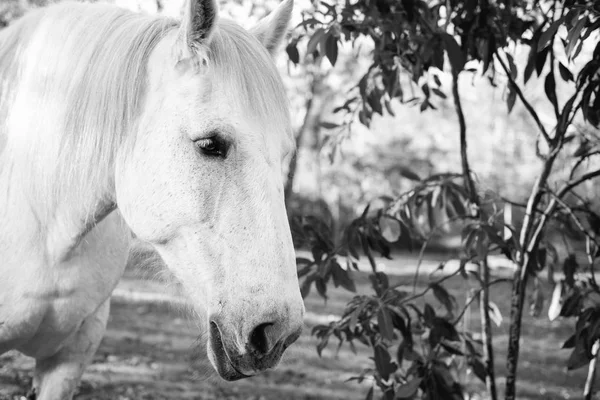 Cavalo no paddock — Fotografia de Stock