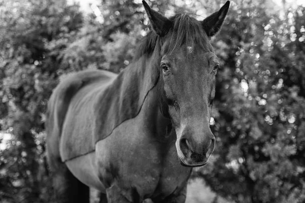 Paard in de paddock — Stockfoto