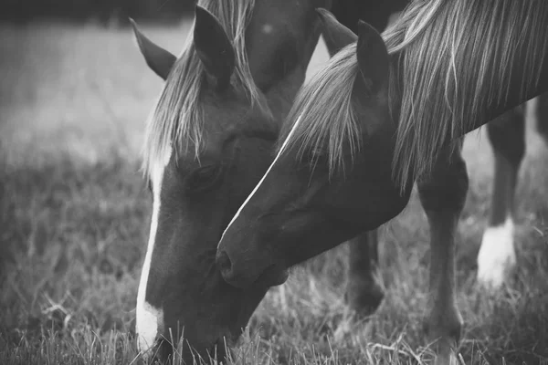 Cavalos no paddock — Fotografia de Stock