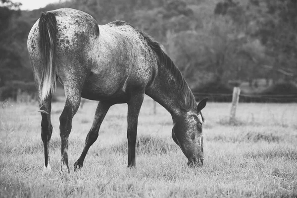 Hästar i hagen — Stockfoto