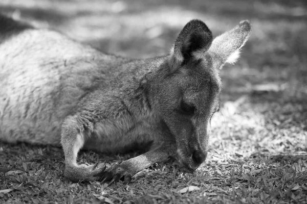Kangaroo utanför under dagen. — Stockfoto