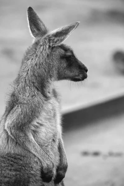 Kangoeroe buiten tijdens de dag. — Stockfoto