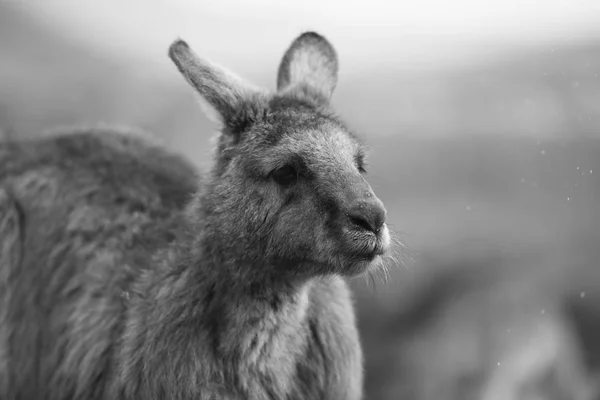 Kangourou dehors pendant la journée . — Photo