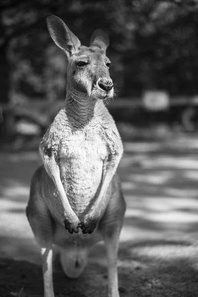 Gün boyunca dışarıda kanguru. — Stok fotoğraf