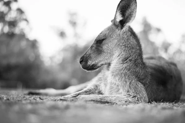 Gün boyunca dışarıda kanguru. — Stok fotoğraf