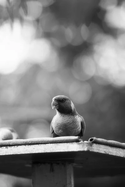 日中外ゴシキセイガイインコ. — ストック写真