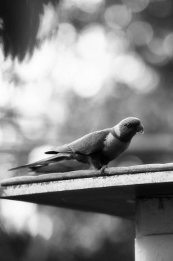 Gün boyunca dışarıda gökkuşağı Lori.