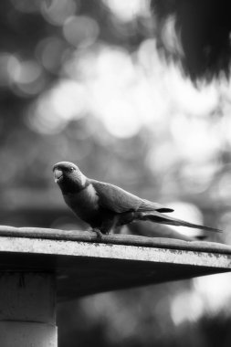 Gün boyunca dışarıda gökkuşağı Lori.