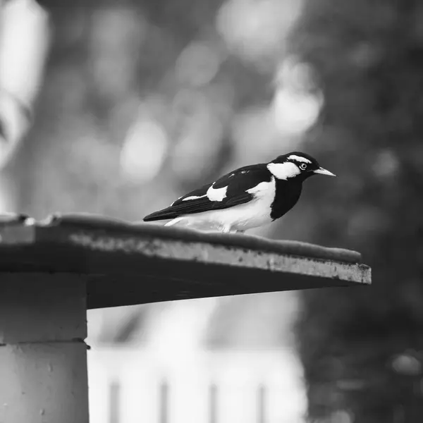 Pequeno Magpie Lark lá fora à tarde — Fotografia de Stock