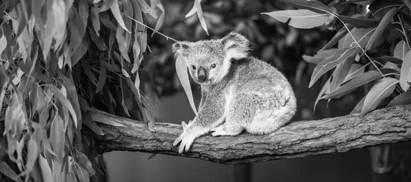 Koala i en eukalyptusträd. — Stockfoto