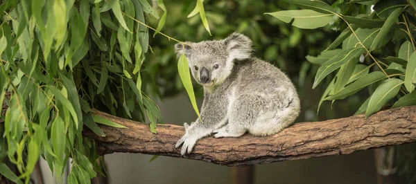 Koala okaliptüs ağacında.