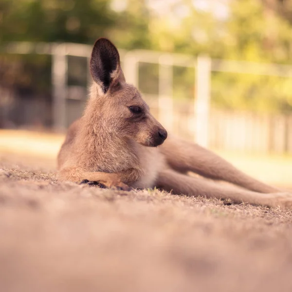 Gün boyunca dışarıda kanguru — Stok fotoğraf