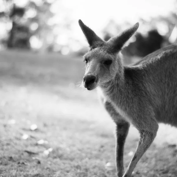 Kangoeroe buiten tijdens de dag — Stockfoto