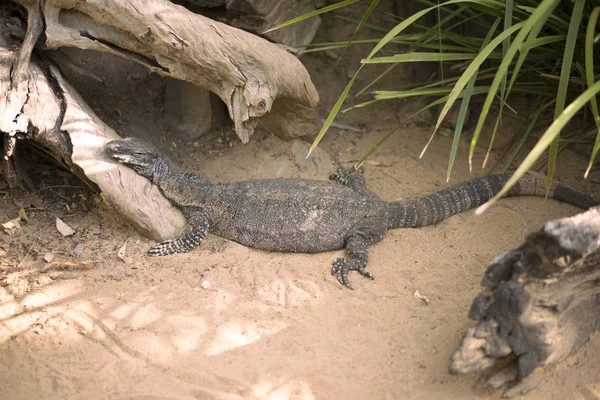 Lace monitor durante il giorno . — Foto Stock