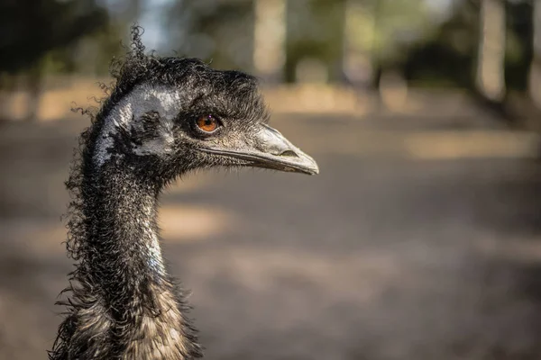 Açık havada gündüz sırasında tek başına EMU. — Stok fotoğraf
