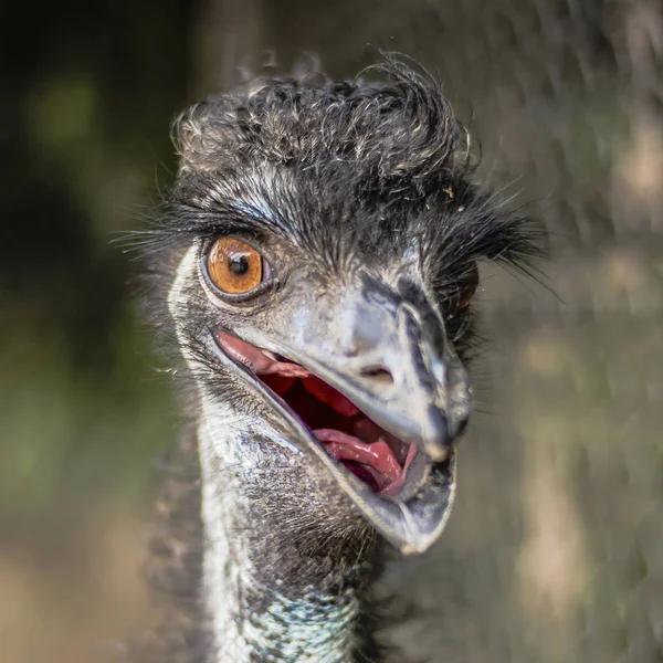 Emu przez siebie na zewnątrz w ciągu dnia. — Zdjęcie stockowe