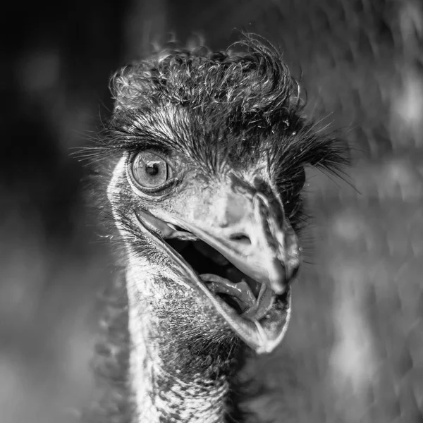 Emu przez siebie na zewnątrz w ciągu dnia. — Zdjęcie stockowe