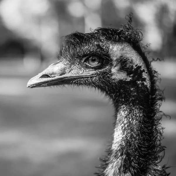 Açık havada gündüz sırasında tek başına EMU. — Stok fotoğraf