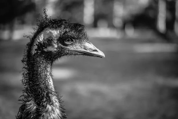 Emu da solo all'aperto durante il giorno . — Foto Stock