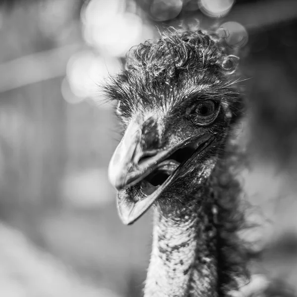 Açık havada gündüz sırasında tek başına EMU — Stok fotoğraf