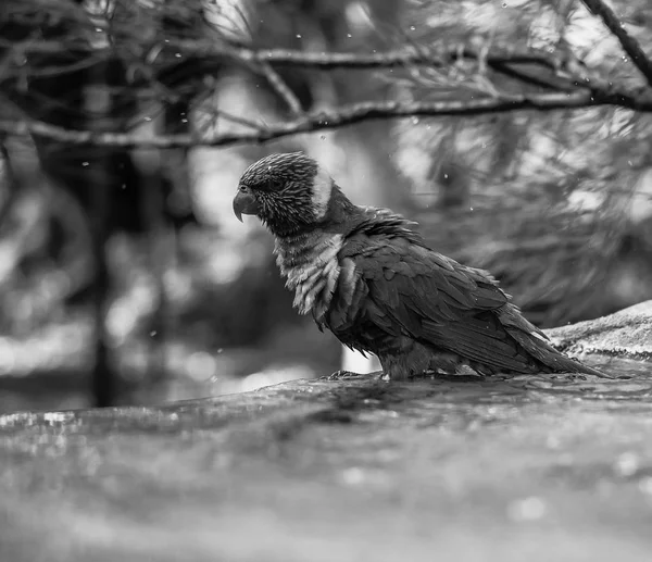 Rainbow lorikeet utanför under dagen. — Stockfoto