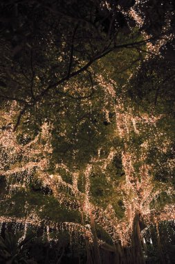 Güzel ağaç Brisbane şehirde bulunan ışıklar kapalı.