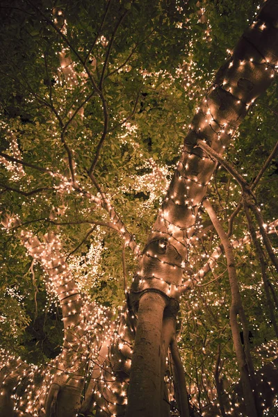 Bela árvore localizada na cidade de Brisbane coberta de luzes . — Fotografia de Stock