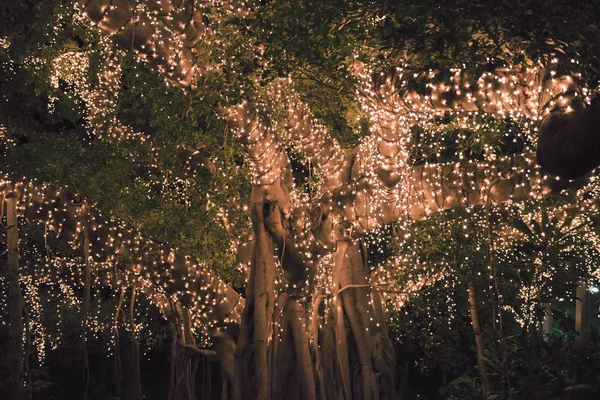 Bela árvore localizada na cidade de Brisbane coberta de luzes . — Fotografia de Stock