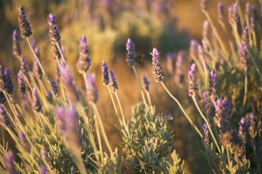 Güzel derin mor lavanta bitkiler doğada.