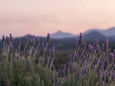 Güzel derin mor lavanta bitkiler doğada.