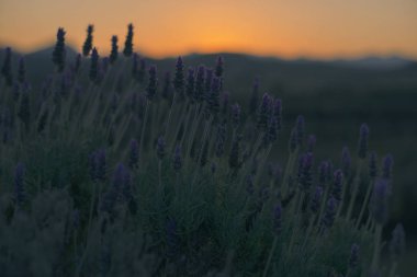 Güzel derin mor lavanta bitkiler doğada.