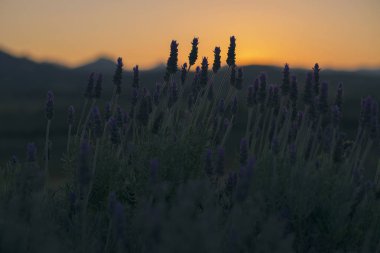 Güzel derin mor lavanta bitkiler doğada.
