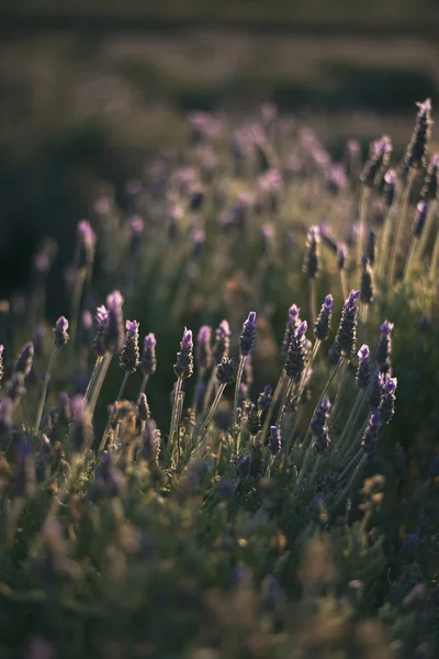 Hermosas plantas de lavanda púrpura profunda en la naturaleza . — Foto de Stock