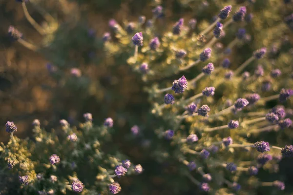 Hermosas plantas de lavanda púrpura profunda en la naturaleza . — Foto de Stock