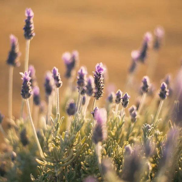 Hermosas plantas de lavanda púrpura profunda en la naturaleza . — Foto de Stock