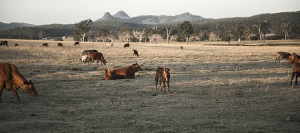 Корови в сільській місцевості протягом дня . — стокове фото