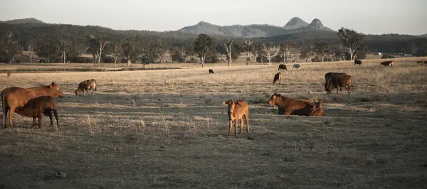 Vacas en el campo durante el día . —  Fotos de Stock