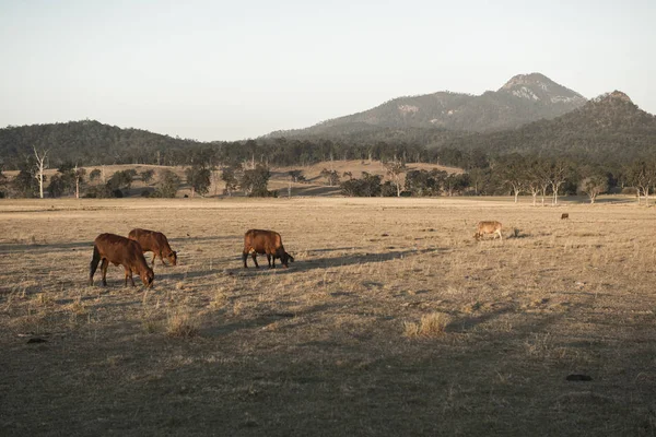 Коровы в сельской местности днем . — стоковое фото