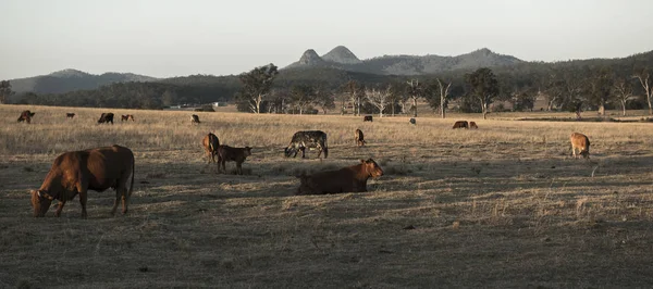 Krávy na venkově během dne. — Stock fotografie
