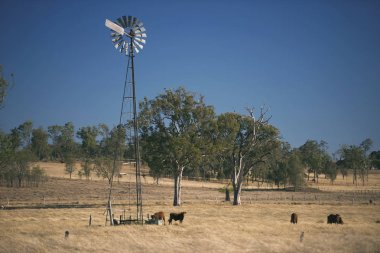 Yel değirmeni ve inekler gün sırasında kırsalında.