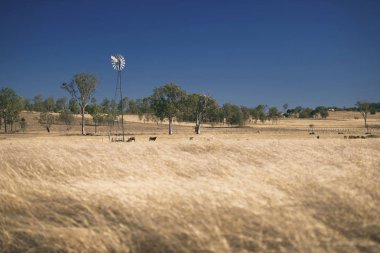 Yel değirmeni ve inekler gün sırasında kırsalında.