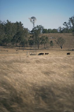Yel değirmeni ve inekler gün sırasında kırsalında.