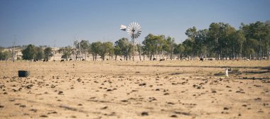 Yel değirmeni ve inekler gün sırasında kırsalında.