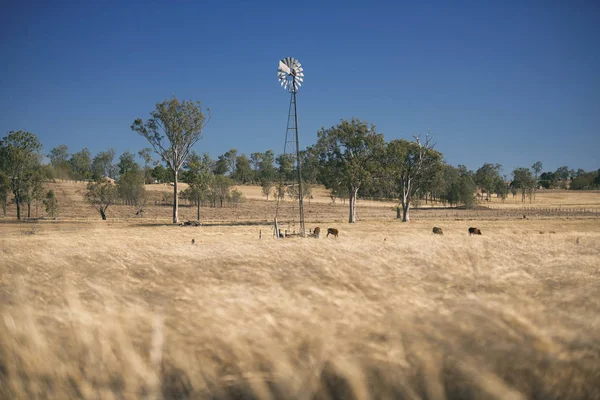 Yel değirmeni ve inekler gün sırasında kırsalında.